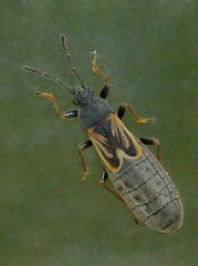 Ischnodemus sabuleti