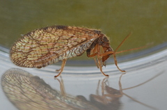 Micromus angulatus