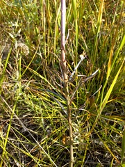Lilium pumilum