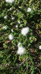 Kunzea pomifera