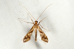Lineodes integra
