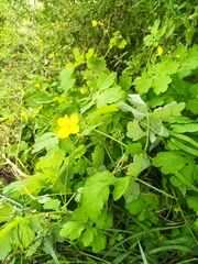 Chelidonium majus