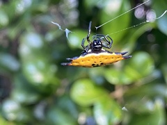 Gasteracantha quadrispinosa