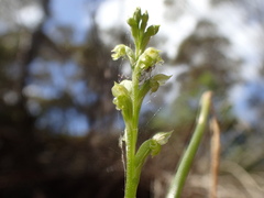 Microtis arenaria