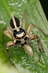 Leptofreya