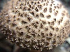 Echinoderma asperum