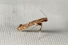Caloptilia triadicae