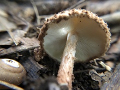 Echinoderma asperum
