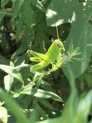 Patanga japonica