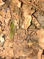 Lacinius horridus