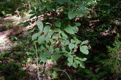 Carya pallida