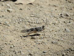 Trimerotropini