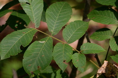Carya pallida