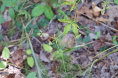 Sanicula canadensis