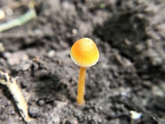 Mycena crocea
