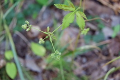 Sanicula canadensis