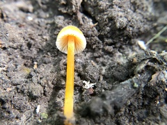 Mycena crocea