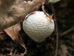 Lycoperdon curtisii