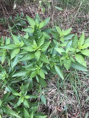 Phytolacca octandra