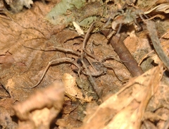 Lacinius horridus