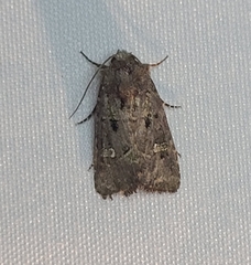 Lacinipolia renigera