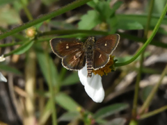 Dardarina dardaris