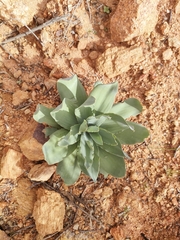 Asparagales