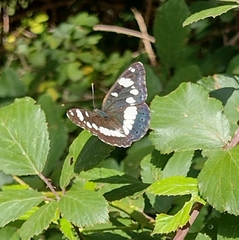 Limenitis reducta
