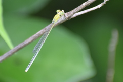 Pseudagrion decorum