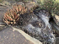 Aloe broomii