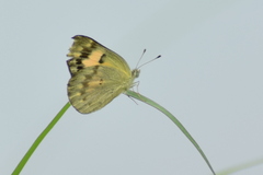Colotis amata