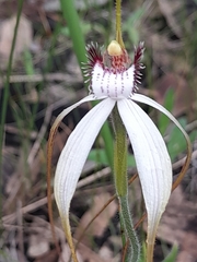 Caladenia longicauda