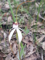 Caladenia longicauda