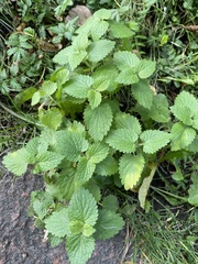 Lamium album