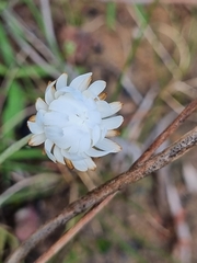 Argentipallium