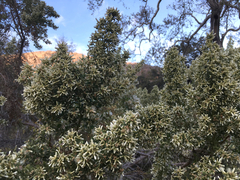 Baccharis pilularis consanguinea