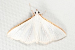 Diaphania costata