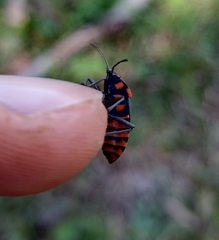 Spilostethus saxatilis