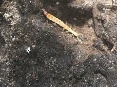 Evalljapyx hubbardi