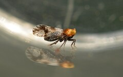 Conomelus