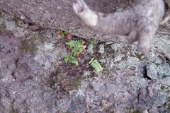 Asplenium platyneuron