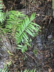 Blechnum