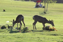 Odocoileus hemionus californicus
