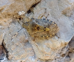 Rhaphigaster nebulosa