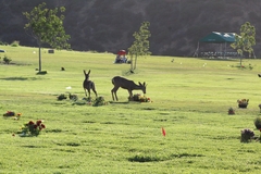 Odocoileus hemionus californicus