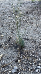 Eremogone capillaris