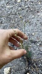 Eremogone capillaris