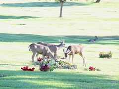 Odocoileus hemionus californicus