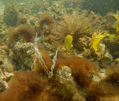 Brachaluteres jacksonianus