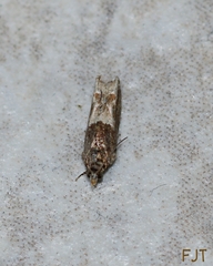 Crocidosema plebejana
